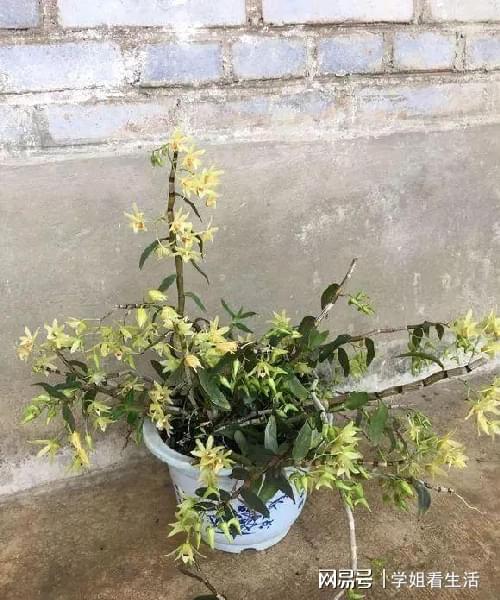 陽臺(tái)綠植新風(fēng)尚 自種人參靈芝石斛與西洋參，養(yǎng)生健康觸手可及