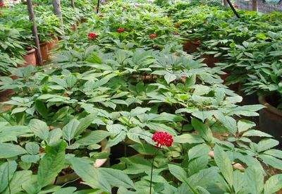 【致富經】誰說農業不賺錢?這3個種植新玩法值得試試,成本少收入還高!